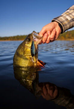 Headbanger Cranky Shad -Laden Für Angelserien CS 25 SS BKr 5