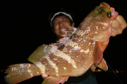 Megabass Rock Hog -Laden Für Angelserien MB 00000046364r 3